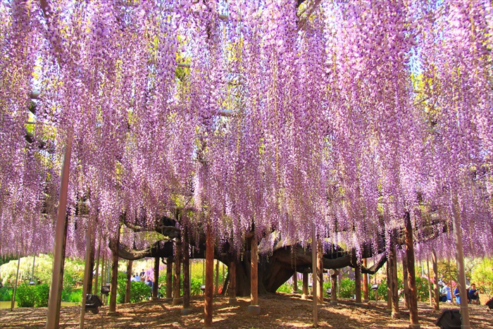 BJL平台_
温州文成招引80后90后侨二代回乡创业(图2) BJL平台