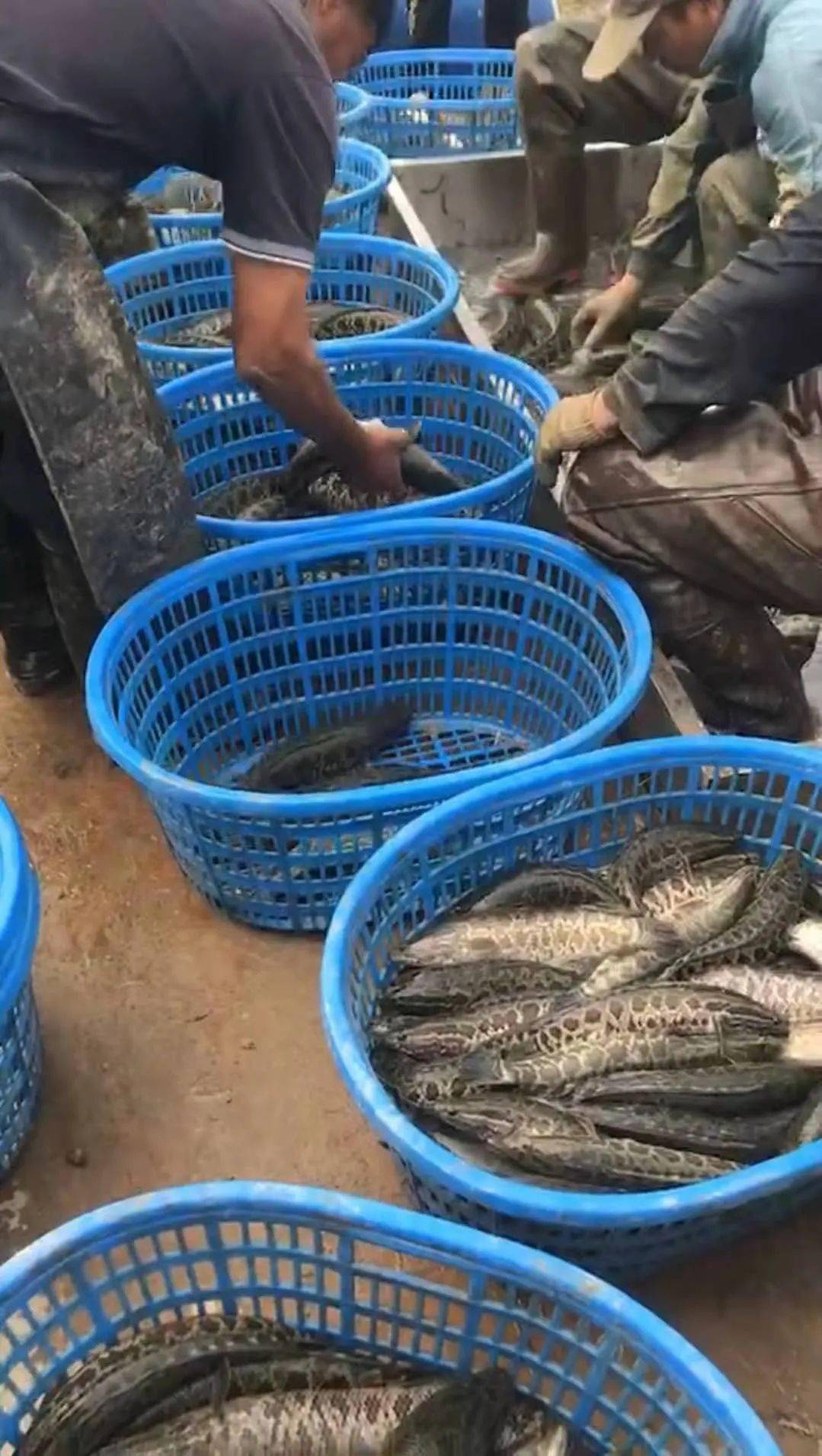 BJL平台集团-
加州鲈鱼又减价!黑鱼价钱回暖起来了 养殖户笑了!(图2) BJL平台集团-
加州鲈鱼又减价!黑鱼价钱回暖起来了 养殖户笑了!(图2)