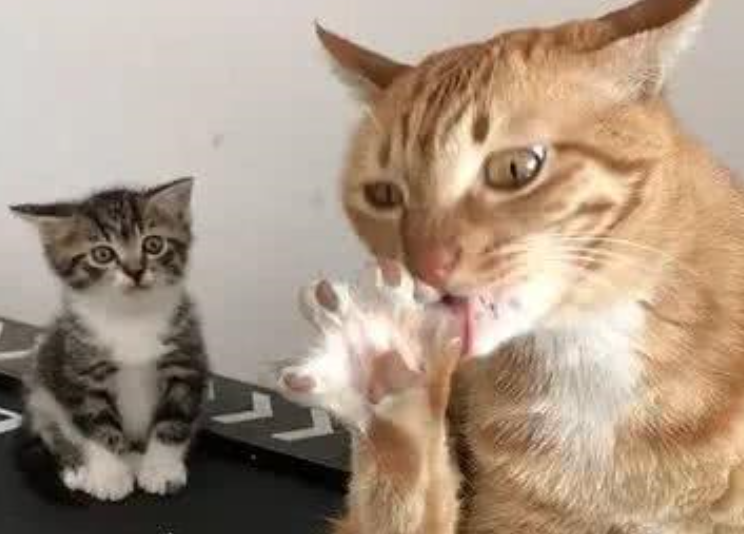 胡雪峰砍23+5+6奥登抓18板 江苏胜同曦取三连胜:BJL平台集团(图2) BJL平台