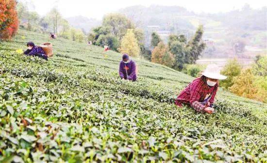 “BJL平台”
重庆鼎力大举生长数字农业为乡村振兴赋能(图4)