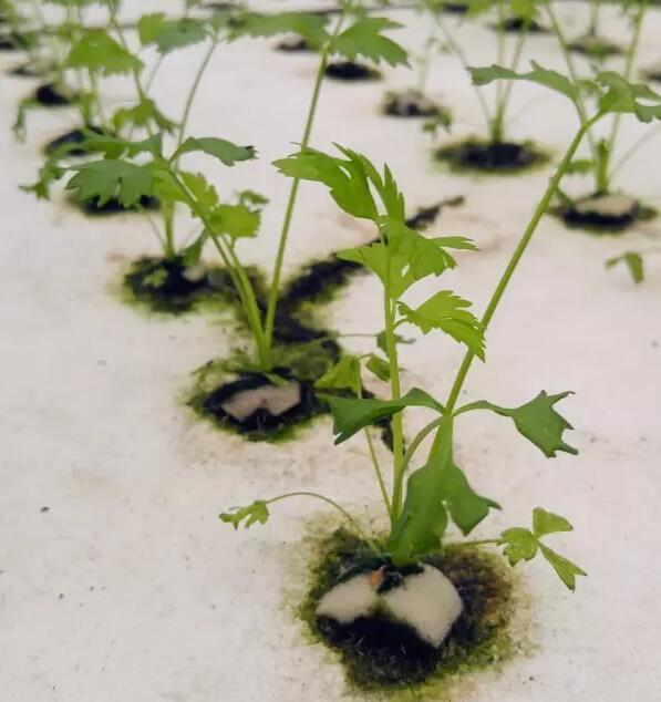 开放餐饮小程序超级入口,恋上餐饮的微信欲再造一个美团?|BJL平台集团(图1) BJL平台