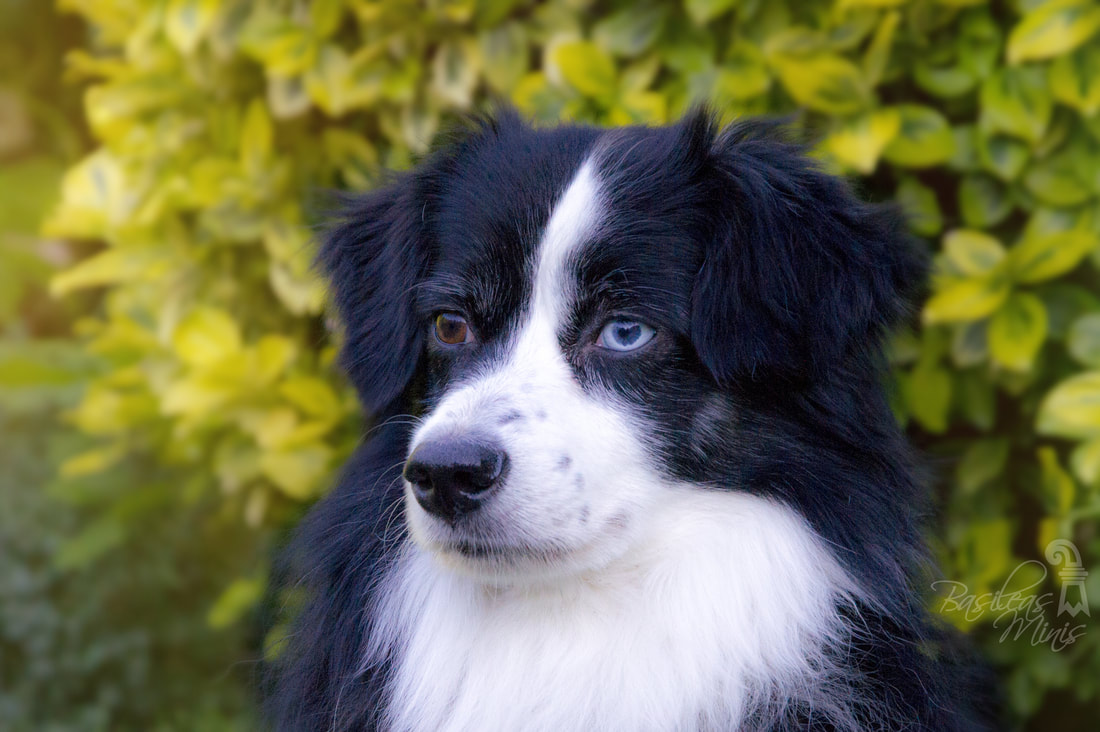 ‘BJL平台集团’篮协重罚深圳退赛事件 主帅王建军遭禁CBA一赛季(图1) BJL平台