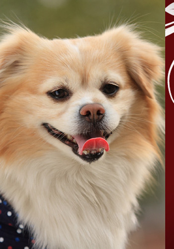 BJL平台集团-专题六:菱角大棚栽培田间管理措施(图4) BJL平台