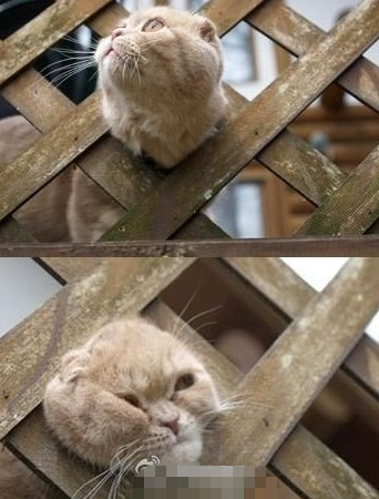 男篮亚洲杯伊朗力克黎巴嫩队 韩国队大胜菲律宾【BJL平台】(图1) BJL平台集团