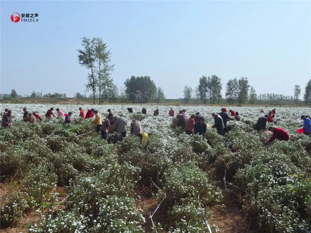 钾肥为何步入低价“迷宫”-BJL平台(图1) BJL平台集团