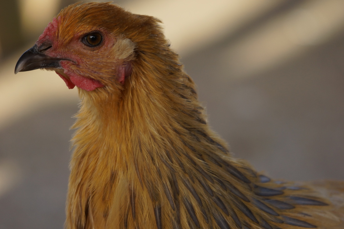 BJL平台集团:90后厨师“喊菜”哥走红,17秒视频花3小时准备(图3) BJL平台