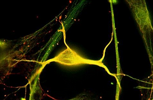 【价格行情】蒜薹大量集中上市全国蒜薹价格持续下滑【BJL平台】(图3) BJL平台集团