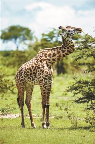 BJL平台:3月8日马铃薯市场批发价及产地行情(图2) BJL平台集团