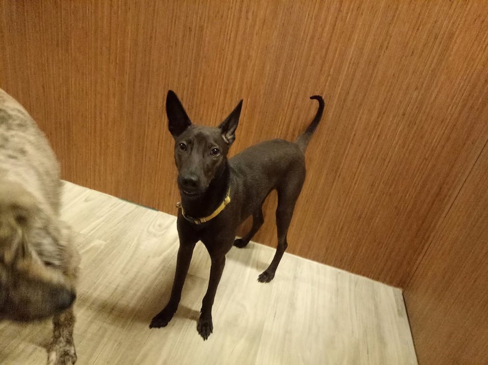 也是蒜苔 「红蒜苔」和「绿蒜苔」有什么区别?菜农告诉你【BJL平台集团】(图1) BJL平台集团