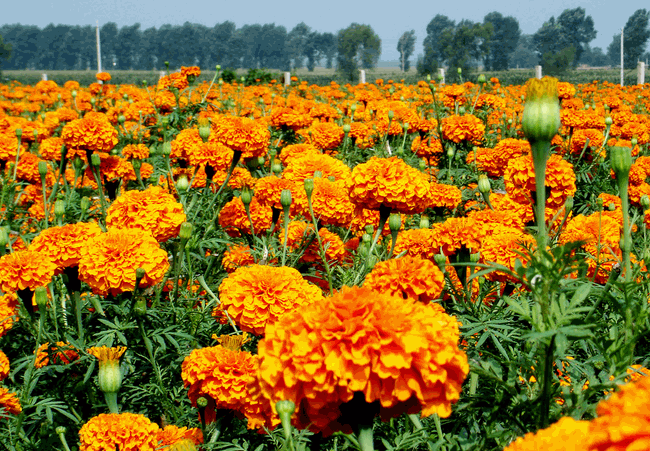 BJL平台集团-
2020年小吃走势:市场份额逐步提升 小吃越来越有市场(图2) BJL平台