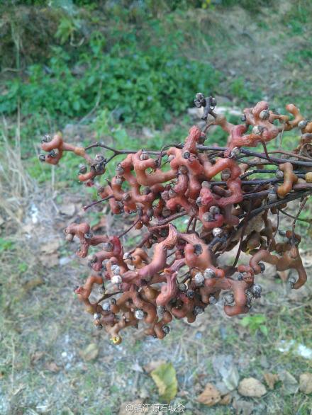 除了火锅,海底捞伦敦开店后打算搞些“副业”了‘BJL平台集团’(图2) BJL平台