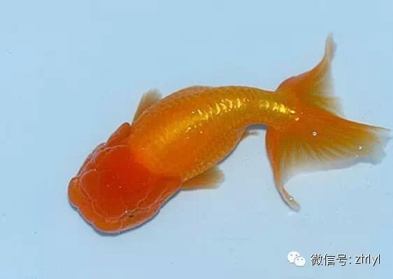 BJL平台集团